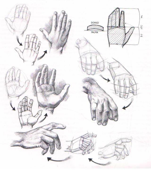 Aprender a dibujar manos y pies | El Dibujante